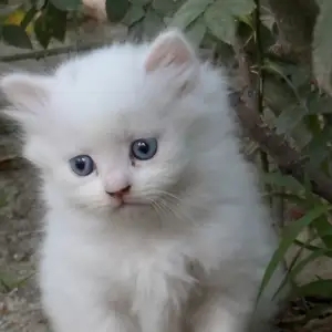 Шотландский котенок, Душанбе