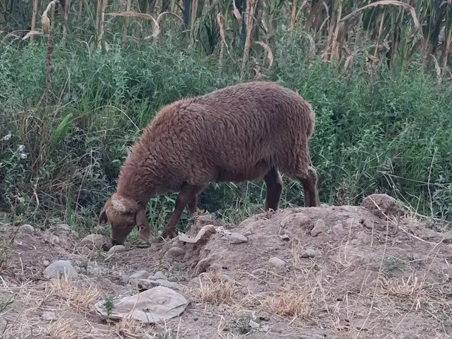Обаррача, Гиссар