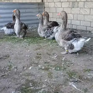 Тулузские гуси, Худжанд