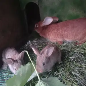 Харгушча, Душанбе