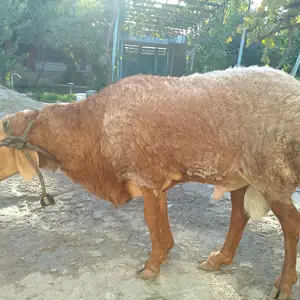 Гусфанд, Худжанд
