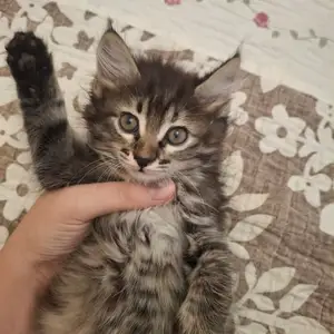 Котята даром, Хуҷанд