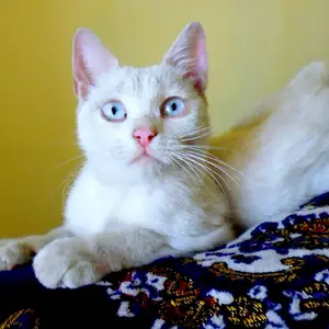Британский прямоухий кот, Душанбе