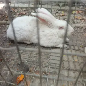 Харгуш, Душанбе