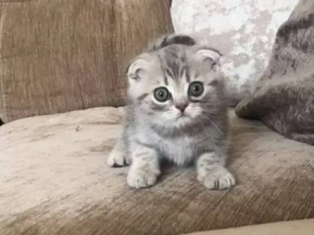 Британский котенок, Душанбе