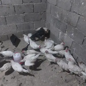 Хурузчаҳойи сафед, Гиссар