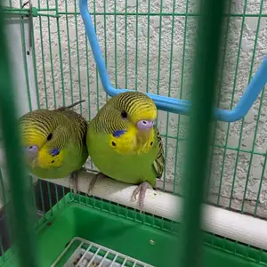 Попугай, Бохтар (Курган-Тюбе)