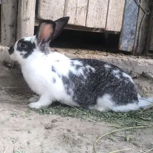 Харгуш, Гиссар