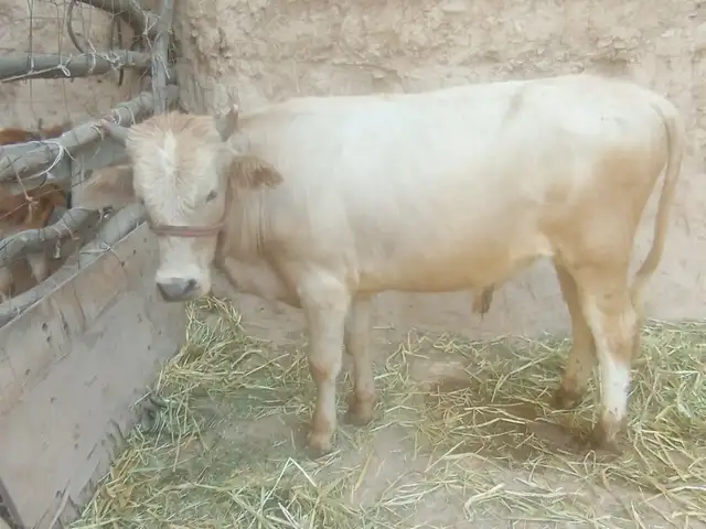 4 Сар бука, Душанбе