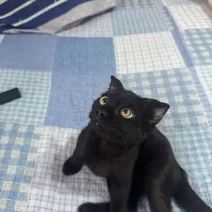 Котенок, Душанбе
