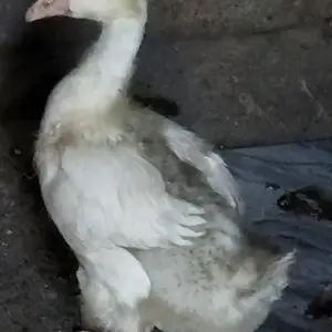 Чучаи гоз, Душанбе