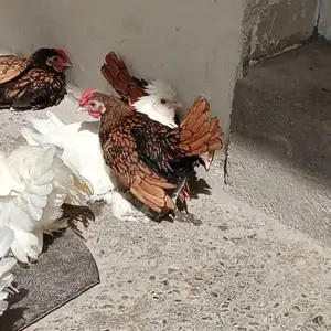 Куры Золотой сибрайт, Душанбе