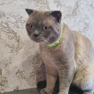 Шотландский кот на вязку, Худжанд
