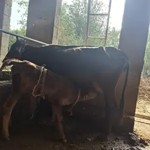 Гови гусоладор, Душанбе