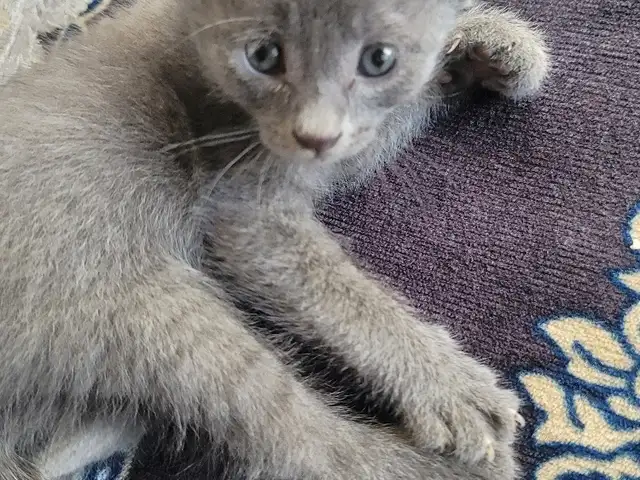 Шотландская кошка, Душанбе