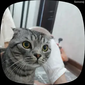 Потерялась кошка, Вахдат