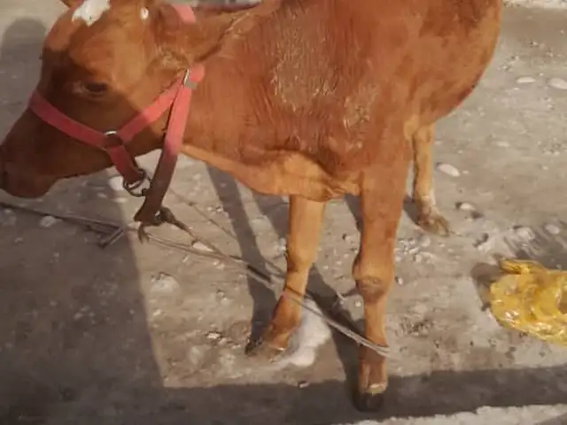 Бука, Душанбе