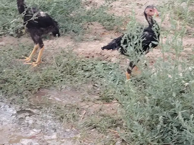 Даканчучахо, Панҷакент