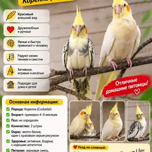 Попугай Корелла, Исфара