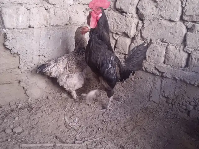 Хурӯсу мокиён, Конибодом