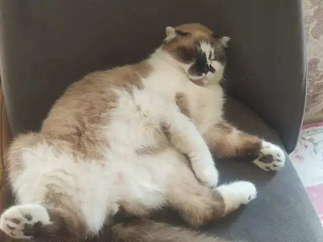 Шотландский кот, Хуҷанд