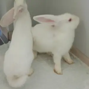 Харгуш, Худжанд