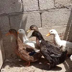 Мургоби, Душанбе