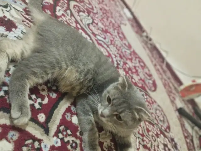 Шотландская кошка, Худжанд