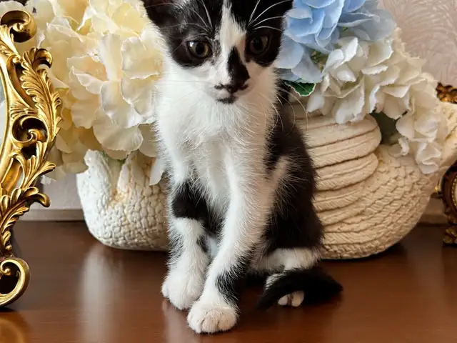 Котенок девочка, Хуҷанд