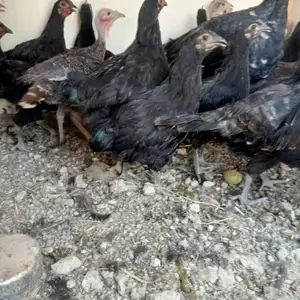 Куры Джерсийский гигант, Худжанд