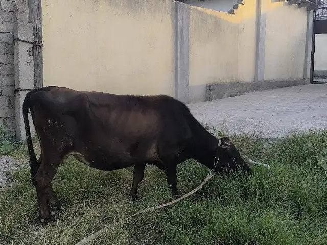 Гови ширдор бо гусола, Рӯдакӣ