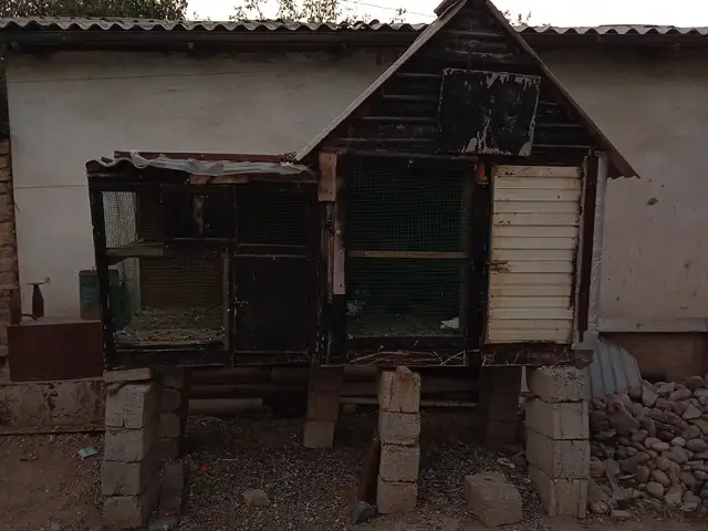 Клетка для голубей, Душанбе