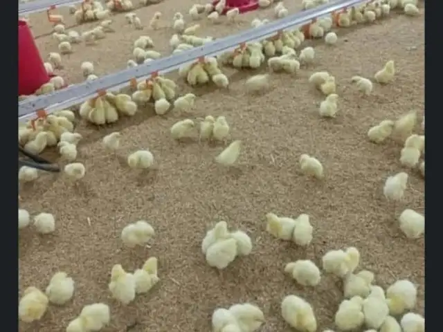 Чучаи бройлер, Душанбе