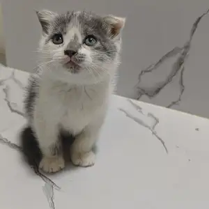 Вислоухий котёнок, Душанбе