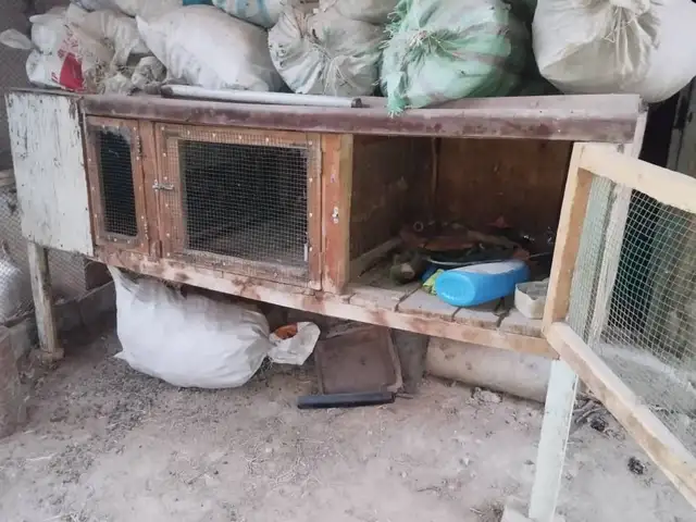 Хонаи харгӯш, Пенджикент