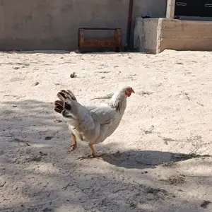 Мург, Душанбе