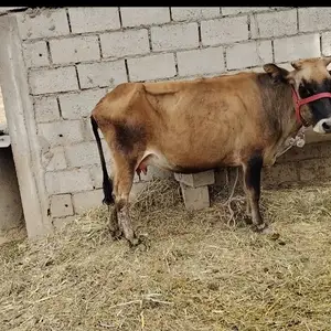 Гови ширдех бачаш бука, Яван