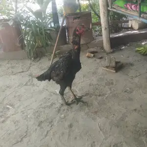 Мокиён, Мастчоҳ