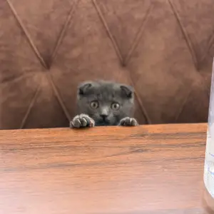 Шотландский порода вислоухий кот, Худжанд