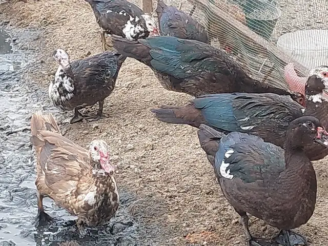 Утка, Бобоҷон Ғафуров