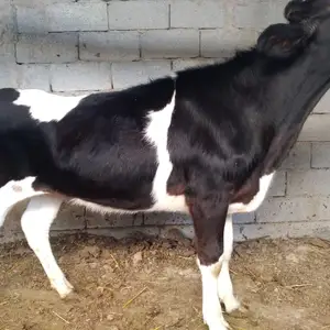 Гуночин, Джаббор Расулов