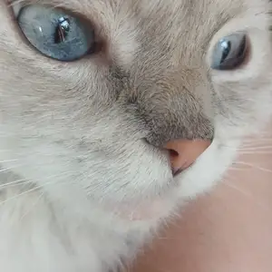 Кошка Хайленд-фолд длинношерстый, Душанбе