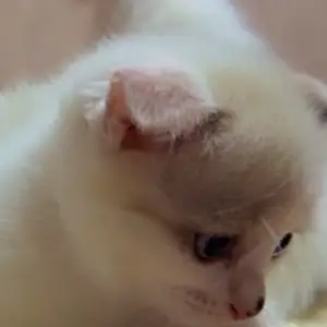 Шотландские вислоухие котята, Душанбе