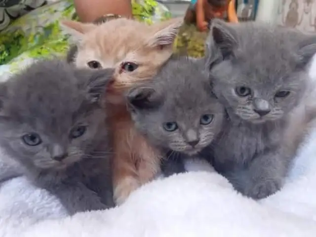 Котята, Душанбе
