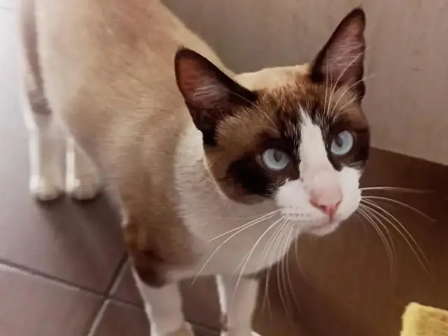 Сиамский кот, Турсунзаде