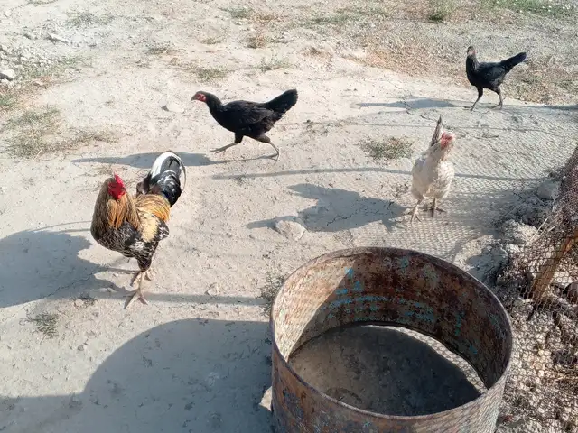 Мург, Норак