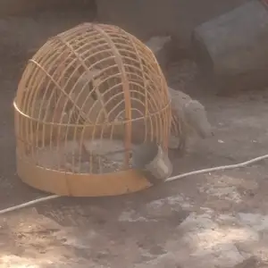 Кабки киргиз, Душанбе