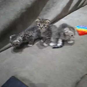 Шотландские котята, Вахдат