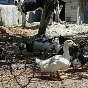 Мургоби, Худжанд