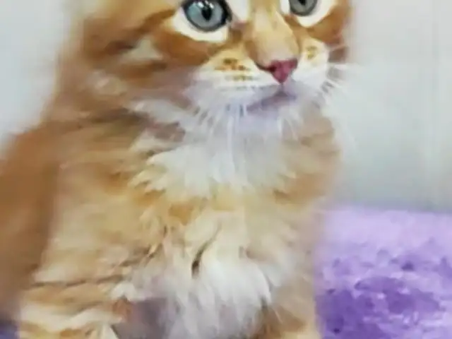 Кошка Мейн-кун, Душанбе
